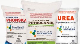 Foto : Ilustrasi Pupuk 